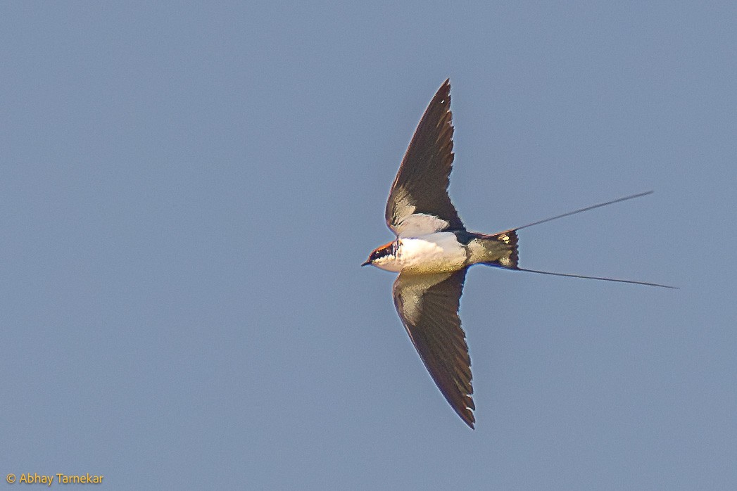 Wire-tailed Swallow - ML644638428