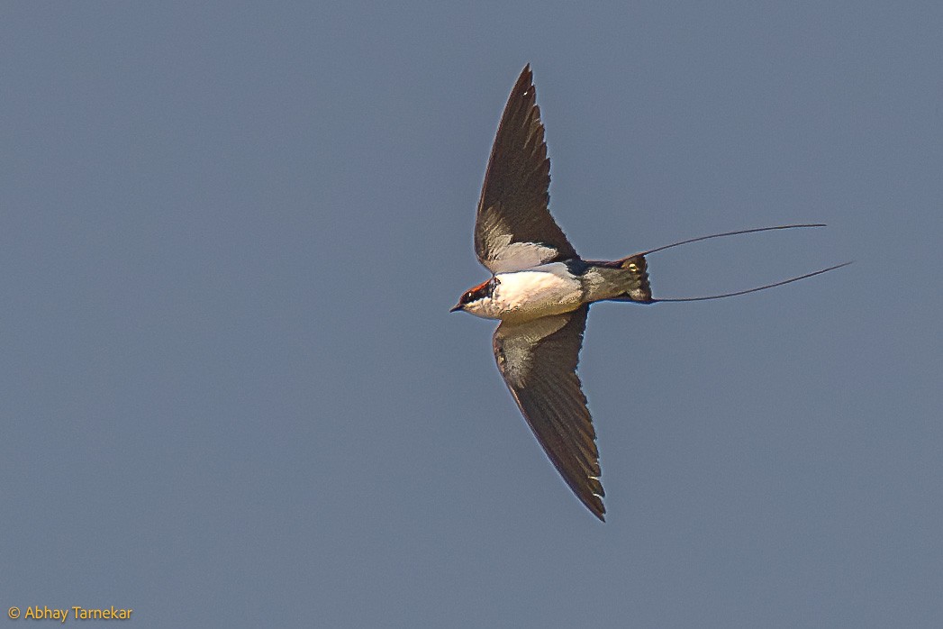 Wire-tailed Swallow - ML644638430