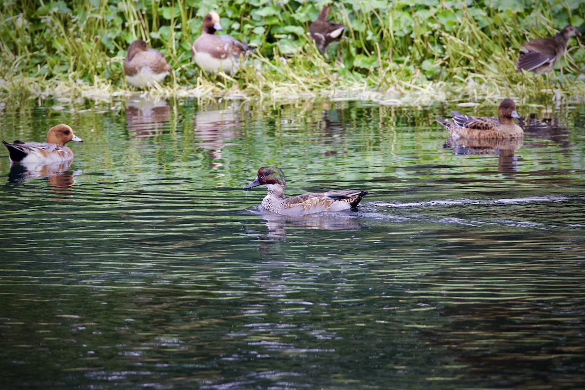 ヨシガモ - ML644638431