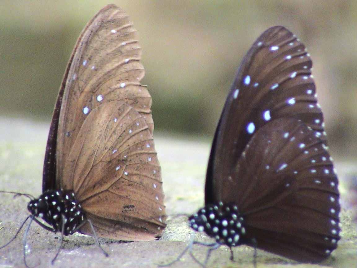 Insects - ML644638432