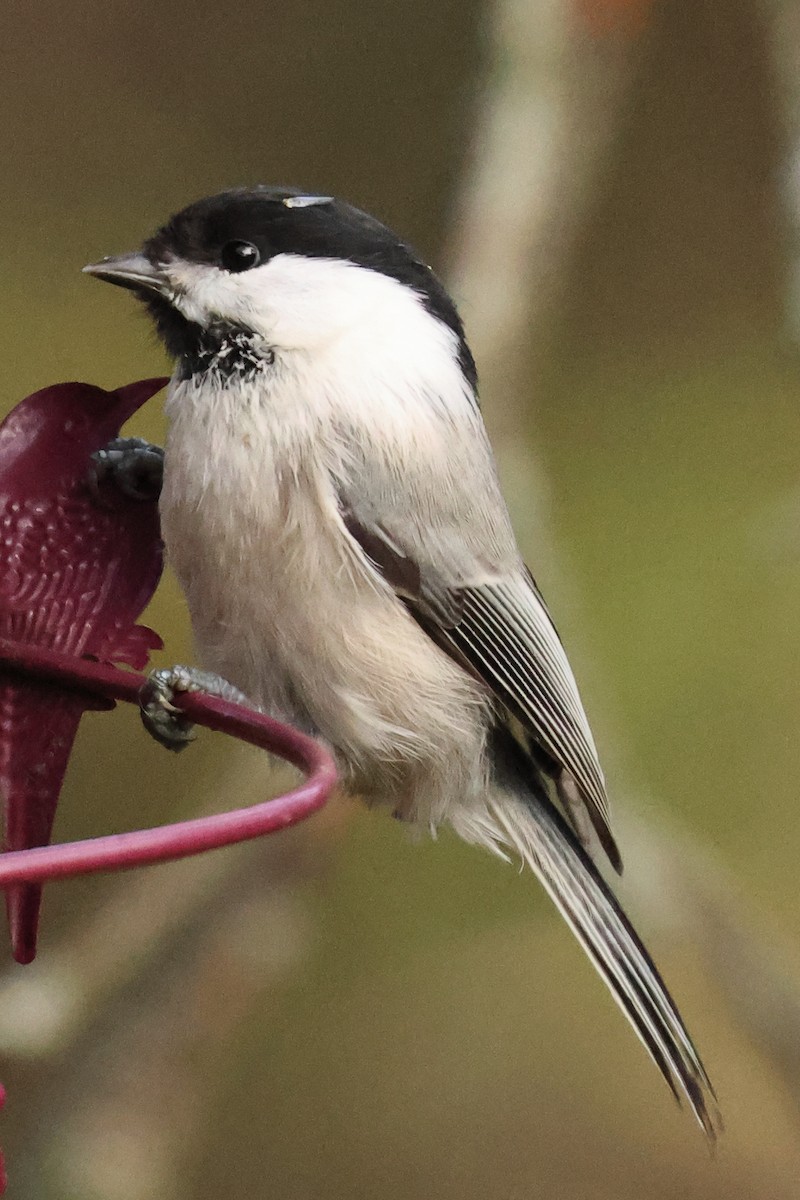 Mésange boréale - ML644638434