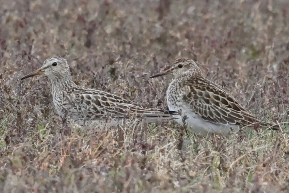 Побережник арктичний - ML644638436