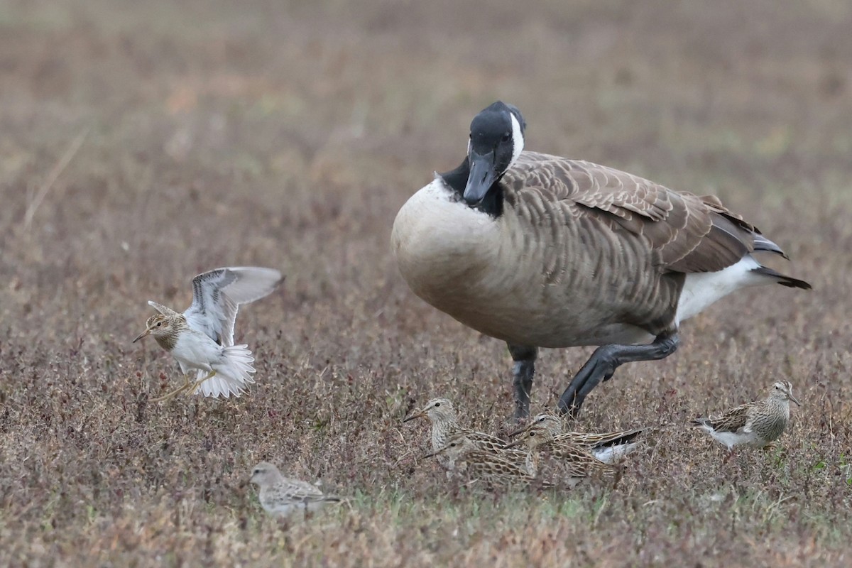 Pectoral Sandpiper - ML644638437