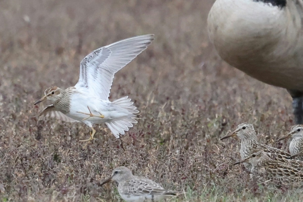 Pectoral Sandpiper - ML644638438