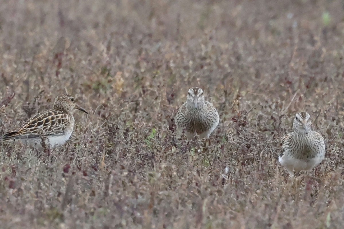 Побережник арктичний - ML644638439
