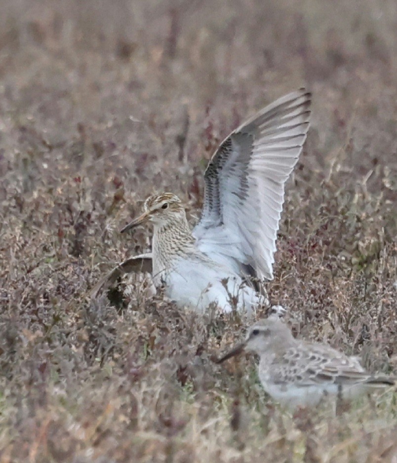 Pectoral Sandpiper - ML644638440