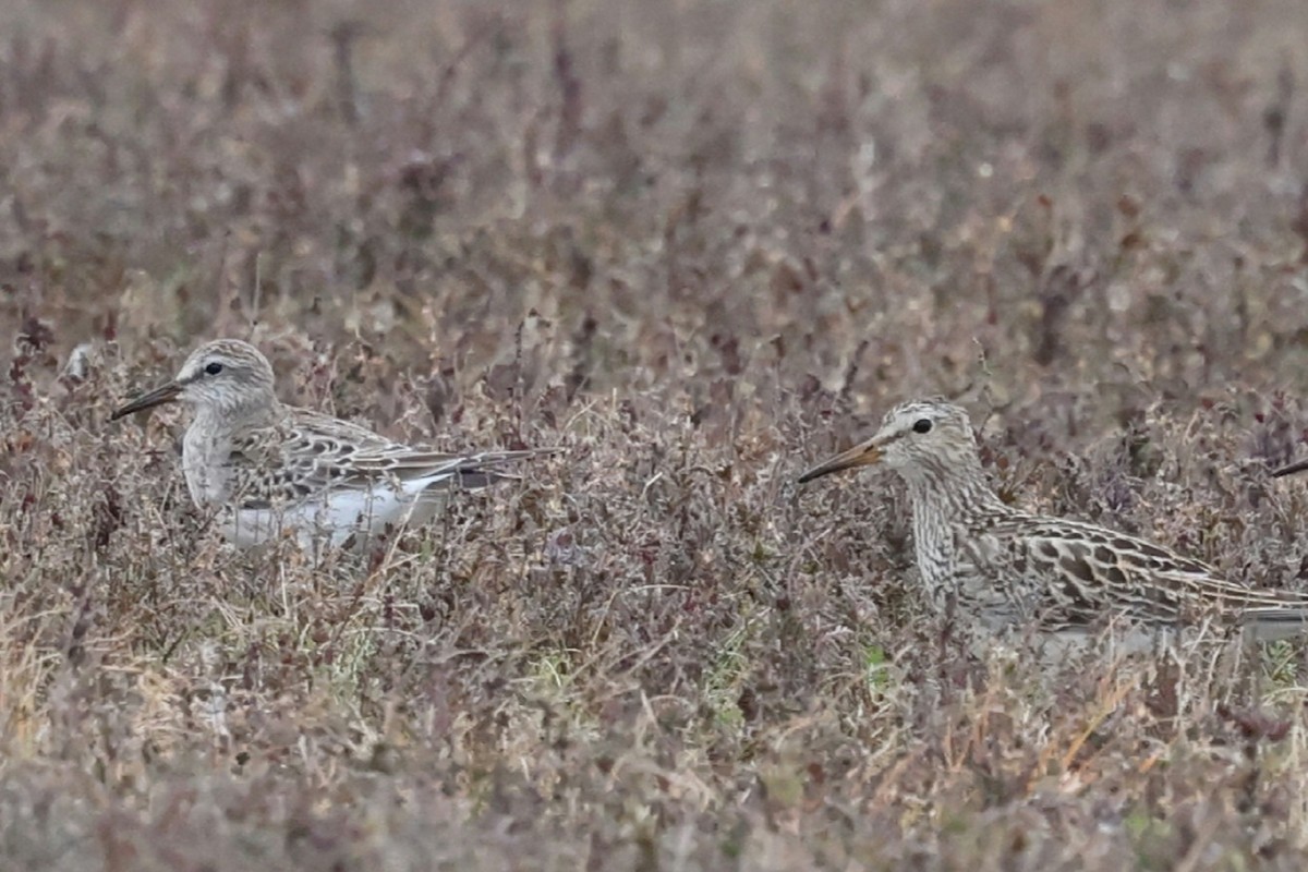 Pectoral Sandpiper - ML644638441