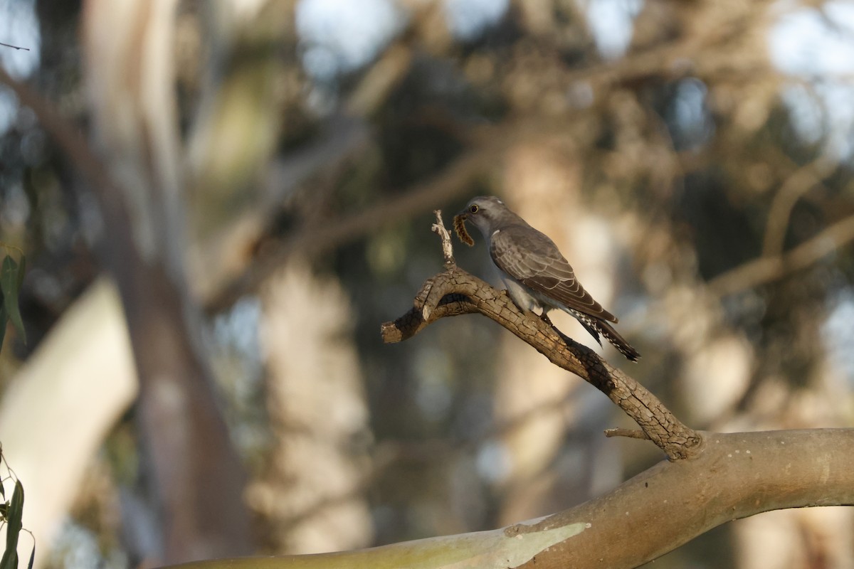 Pallid Cuckoo - ML644638443