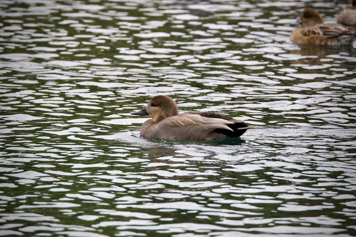 Gadwall - ML644638447