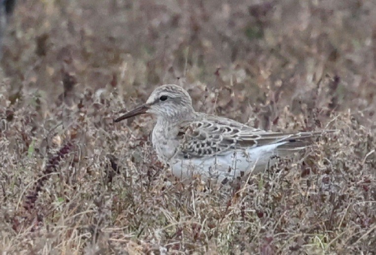 White-rumped Sandpiper - ML644638449