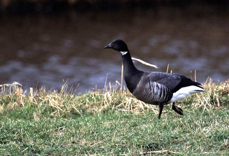 Brant (Dark-bellied) - ML644638450