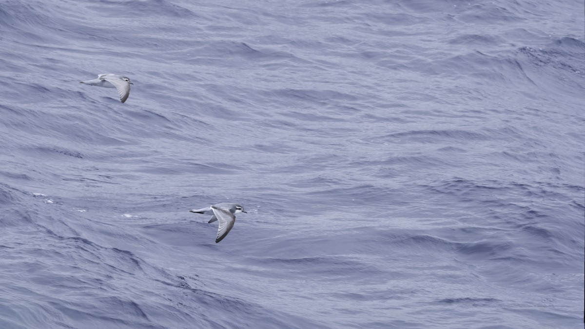 Antarctic Prion - ML644638454