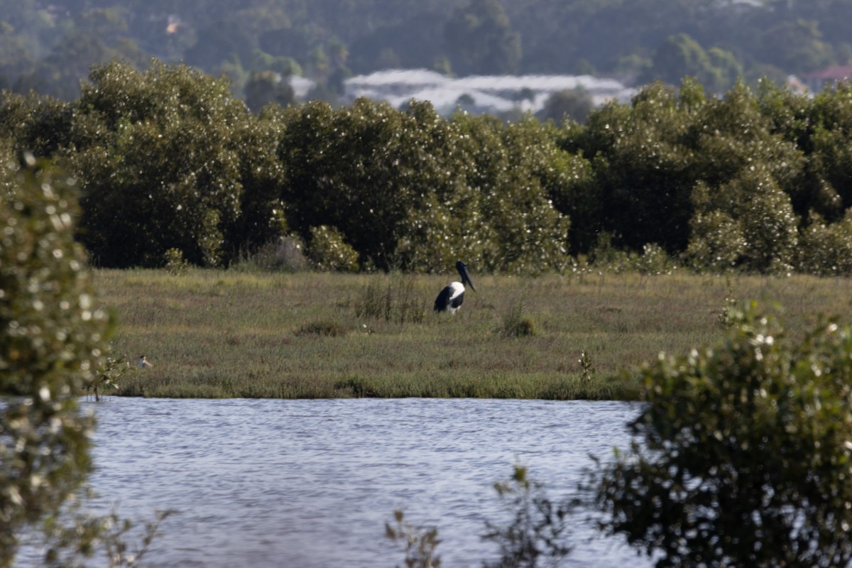 čáp černokrký - ML644638455