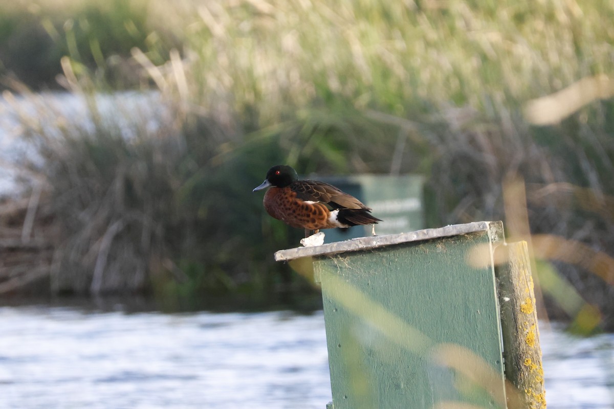 Kastanienente - ML644638457