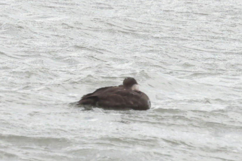 Black Scoter - ML644638458
