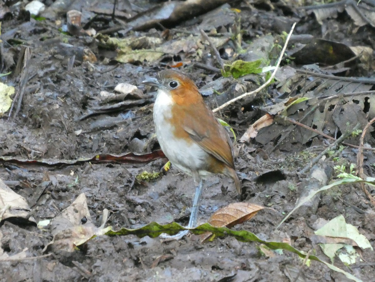 White-bellied Antpitta - ML644638459