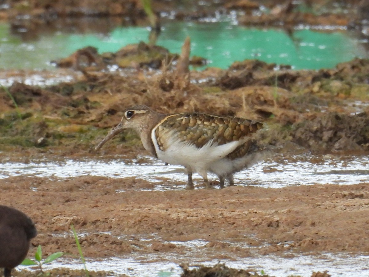 Өнгөт хараалжир - ML644638468