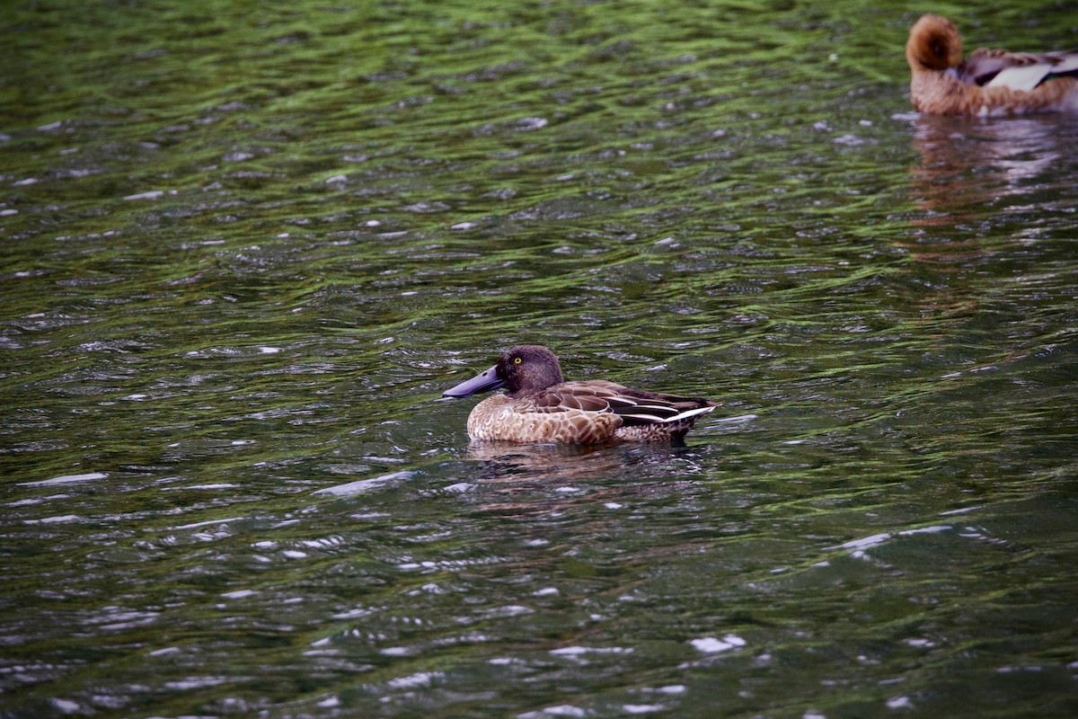 Cuchara Común - ML644638469