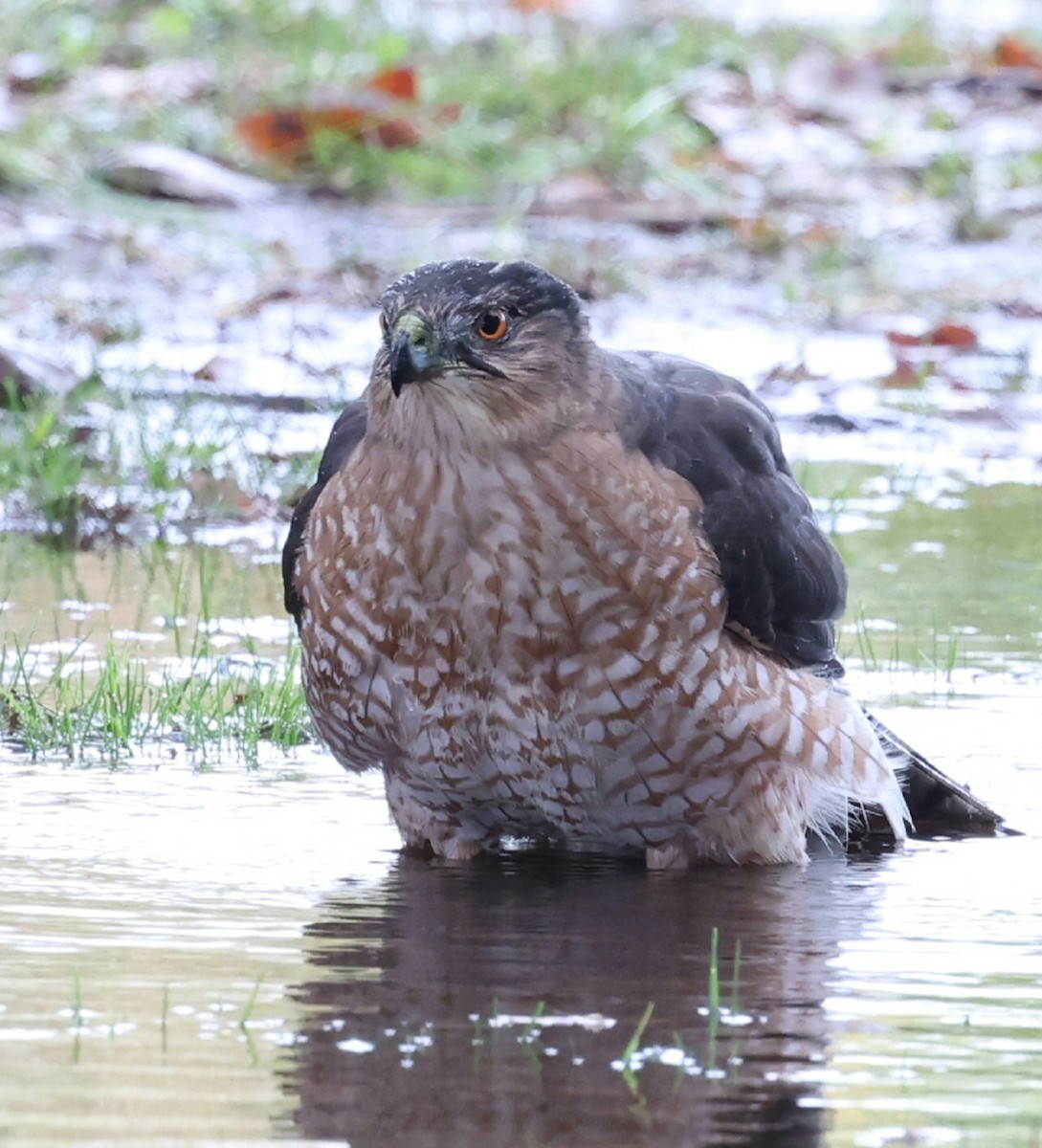 Cooper's Hawk - ML644638470