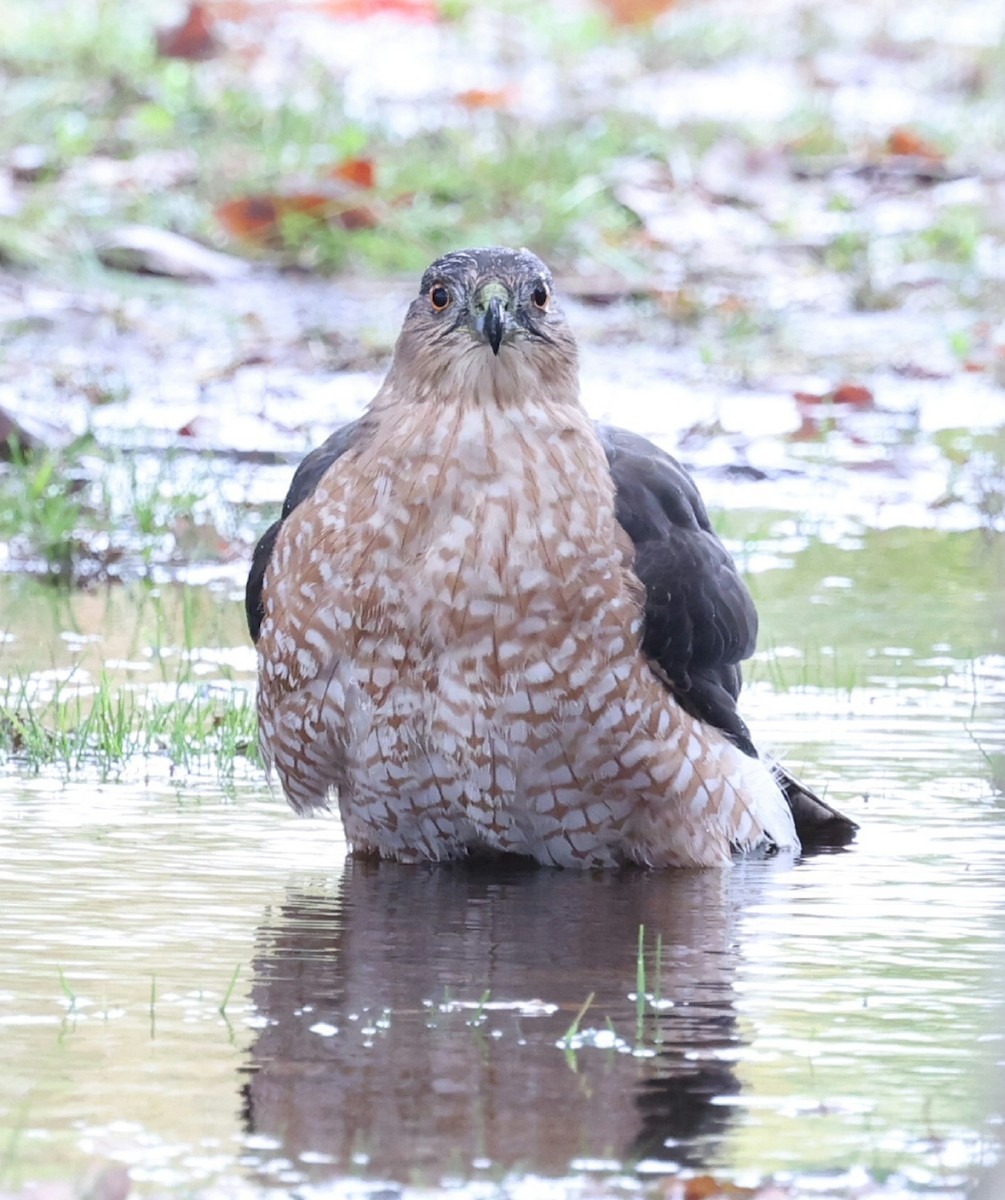 Cooper's Hawk - ML644638471