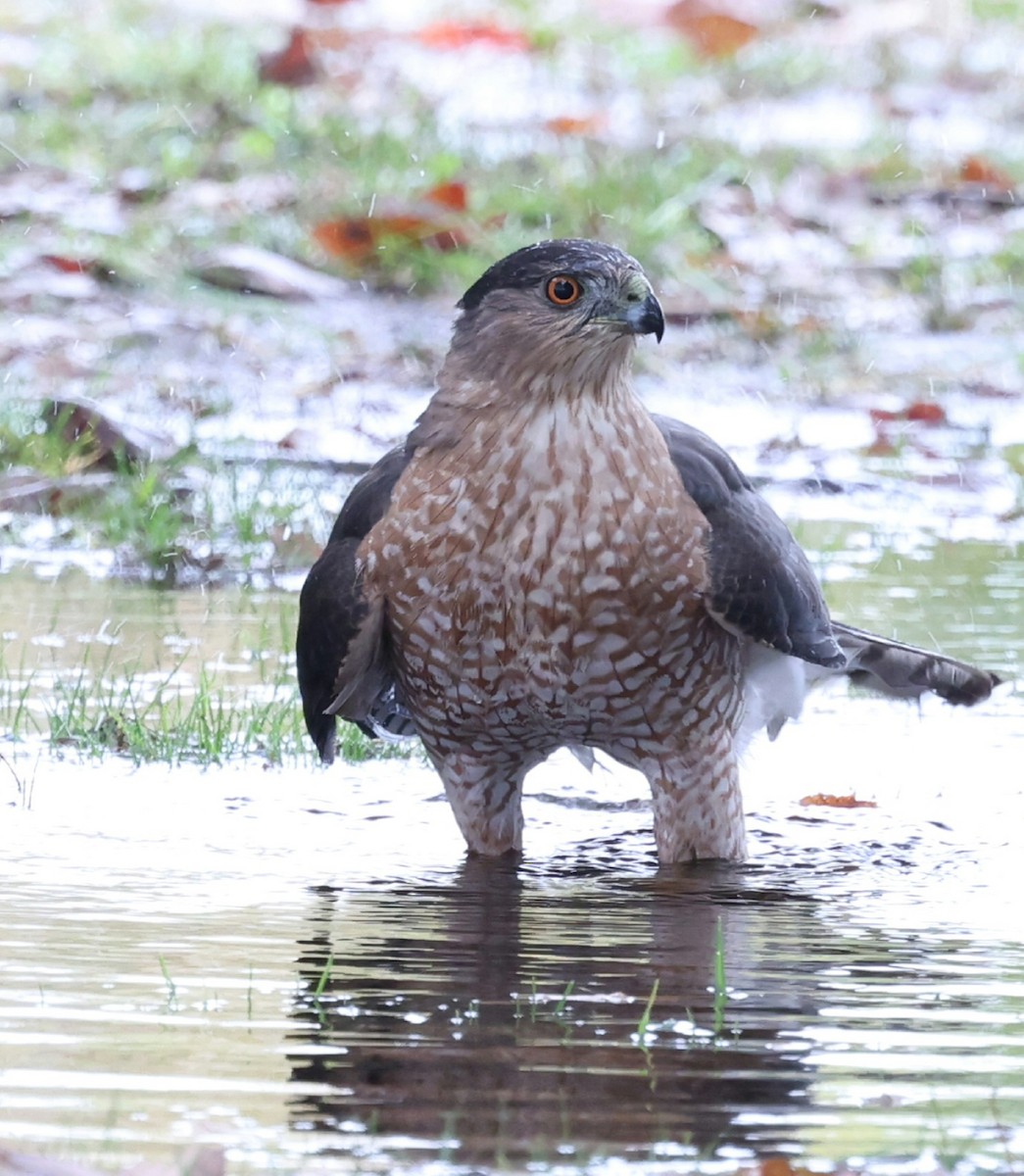 Cooper's Hawk - ML644638472