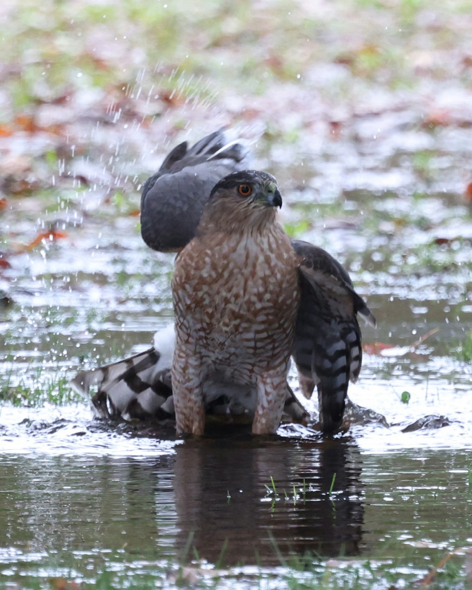 Cooper's Hawk - ML644638473