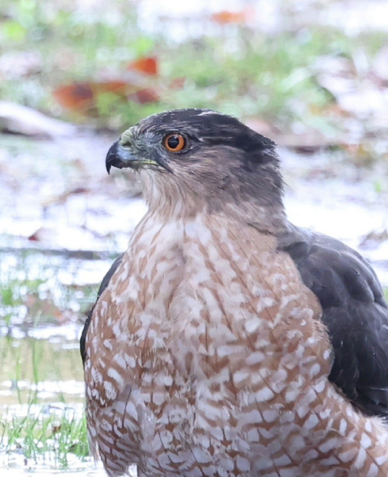 Cooper's Hawk - ML644638476