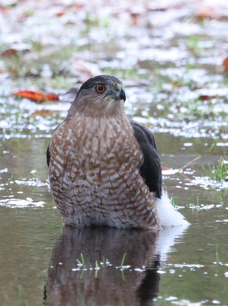 Cooper's Hawk - ML644638477