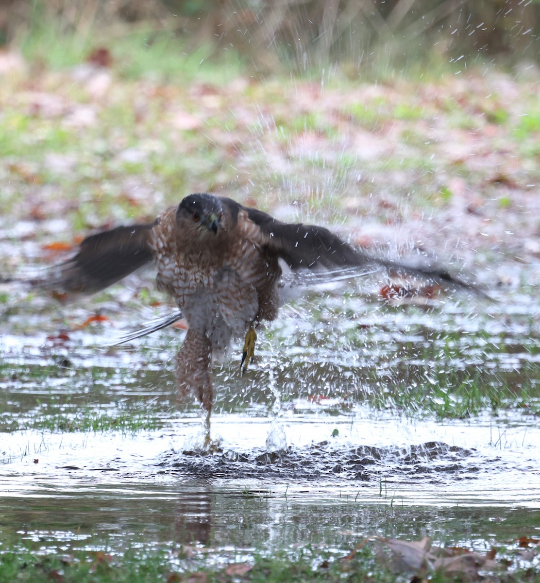 Cooper's Hawk - ML644638478