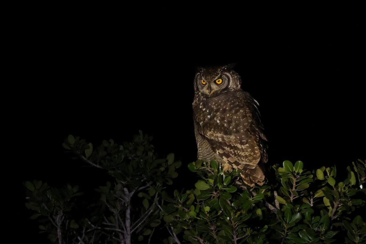 Spotted Eagle-Owl - ML644638479