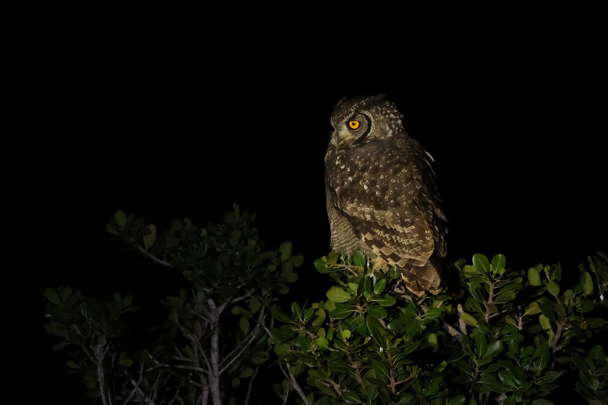 Spotted Eagle-Owl - ML644638480