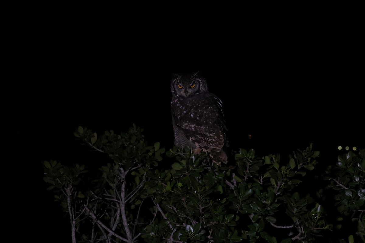Spotted Eagle-Owl - ML644638481