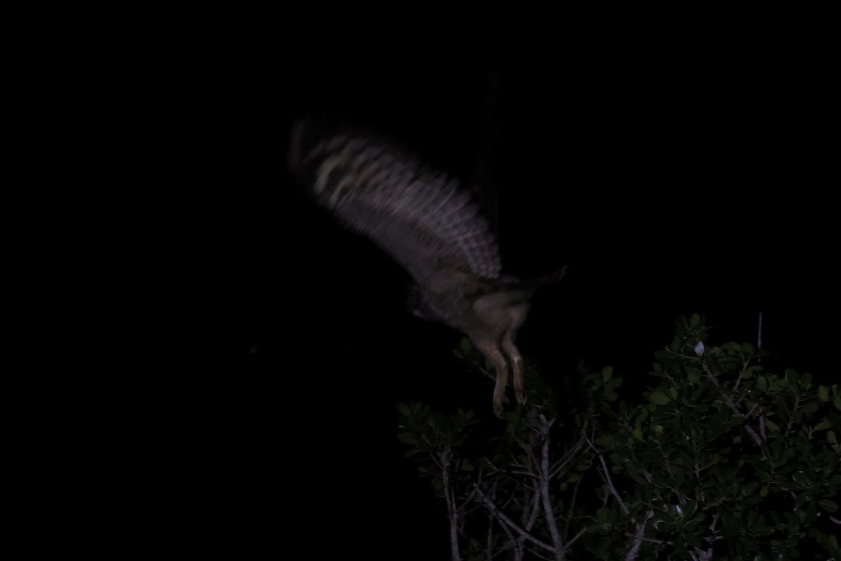 Spotted Eagle-Owl - ML644638482