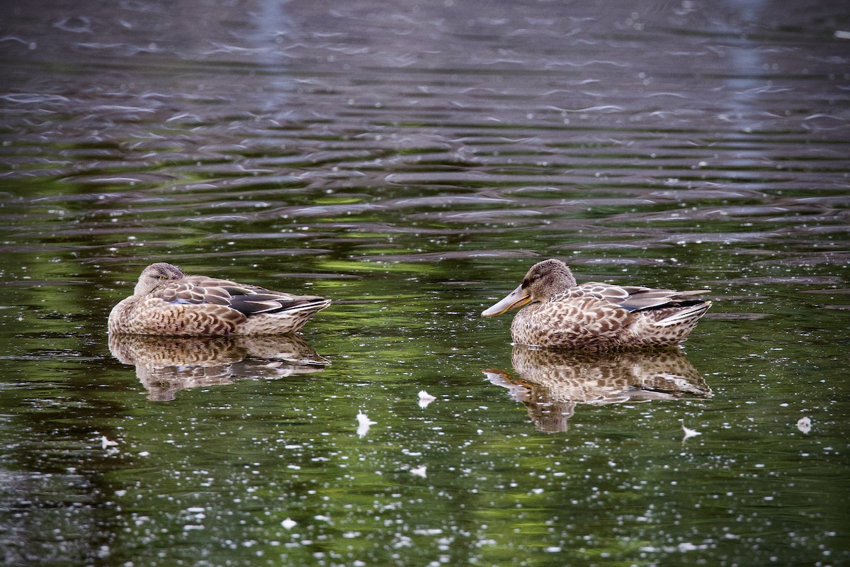 Cuchara Común - ML644638483