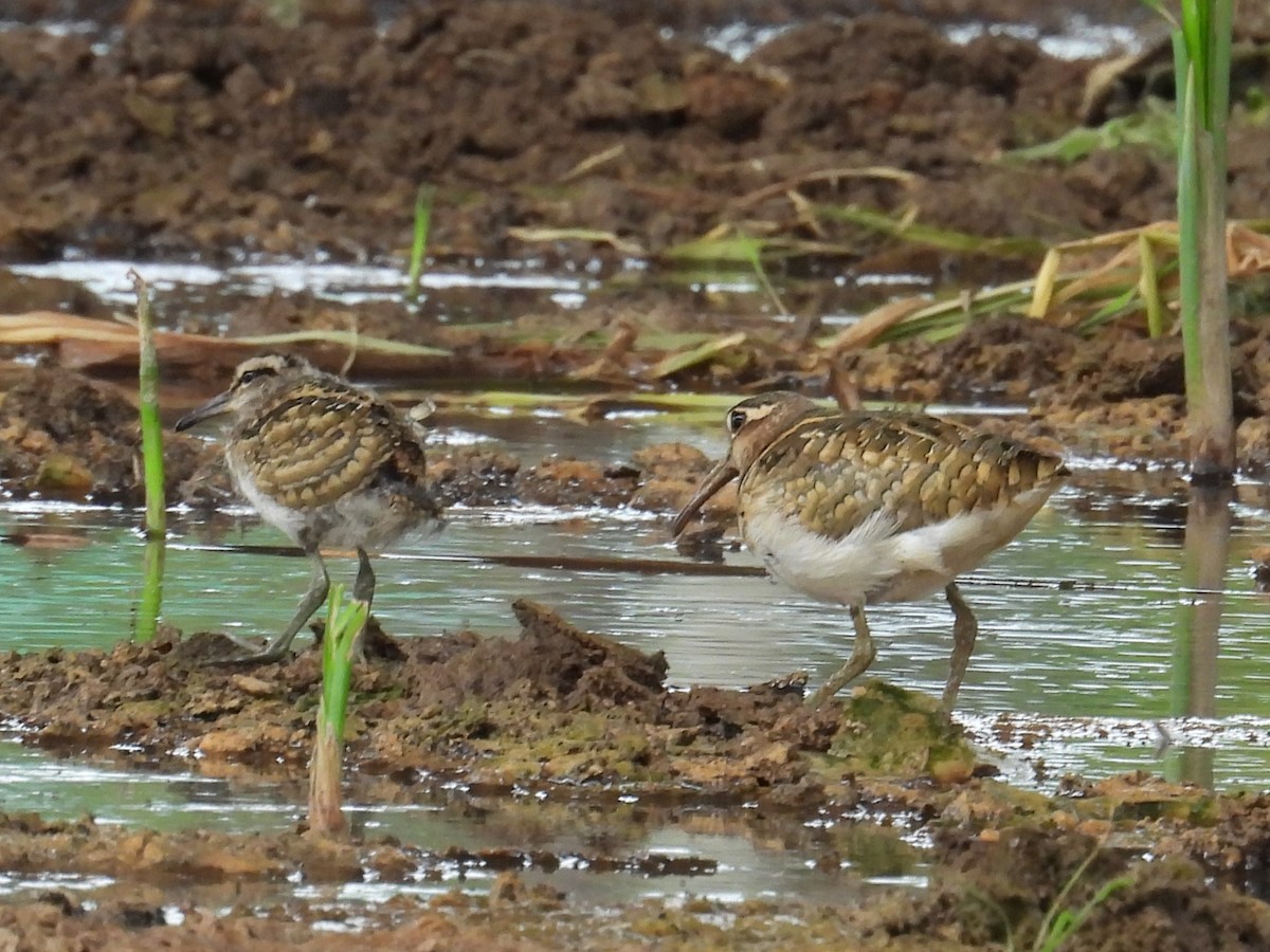 Өнгөт хараалжир - ML644638484