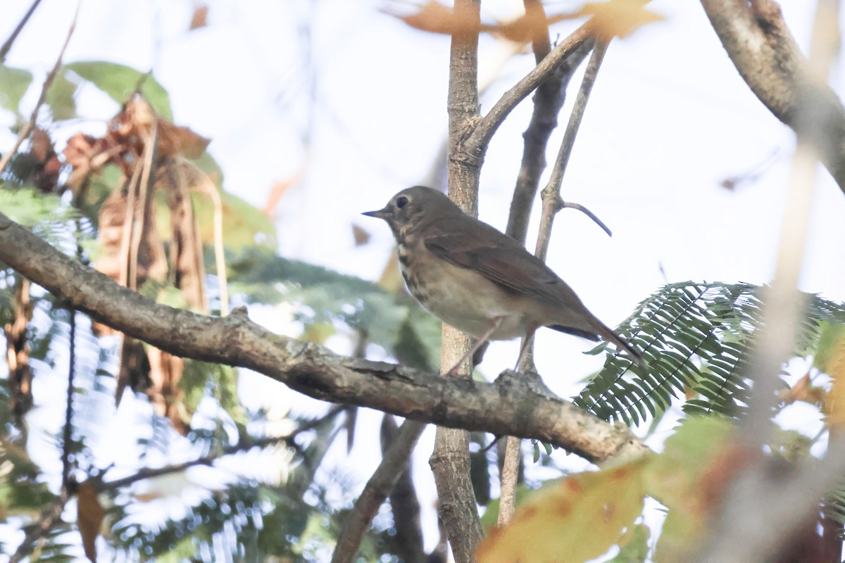 Hermit Thrush - ML644638491