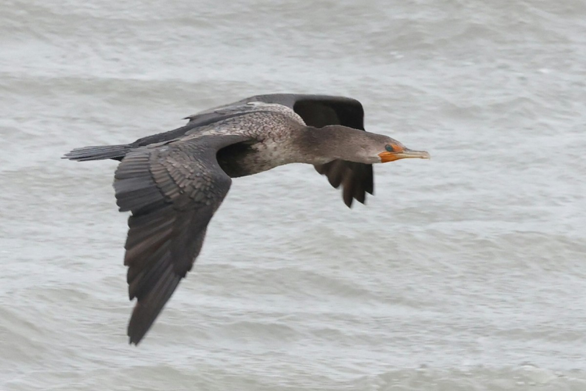 Double-crested Cormorant - ML644638492