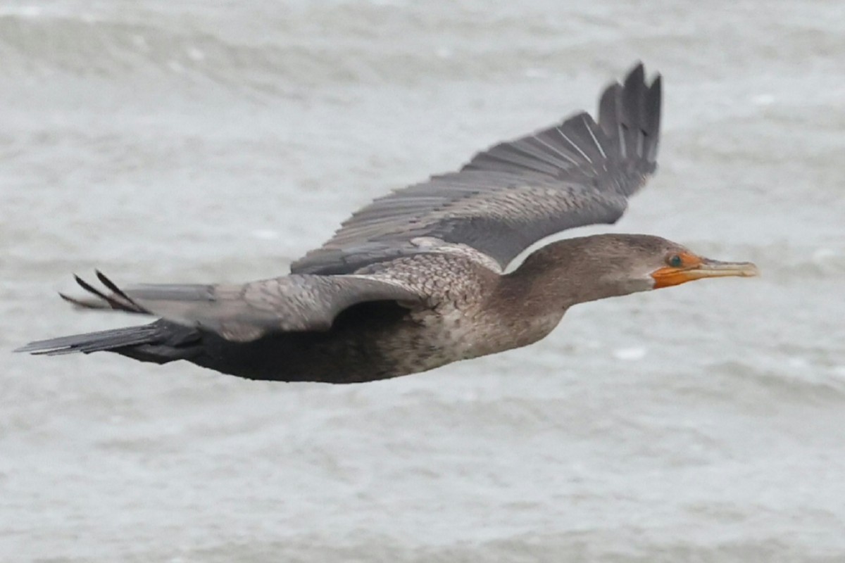 Double-crested Cormorant - ML644638493