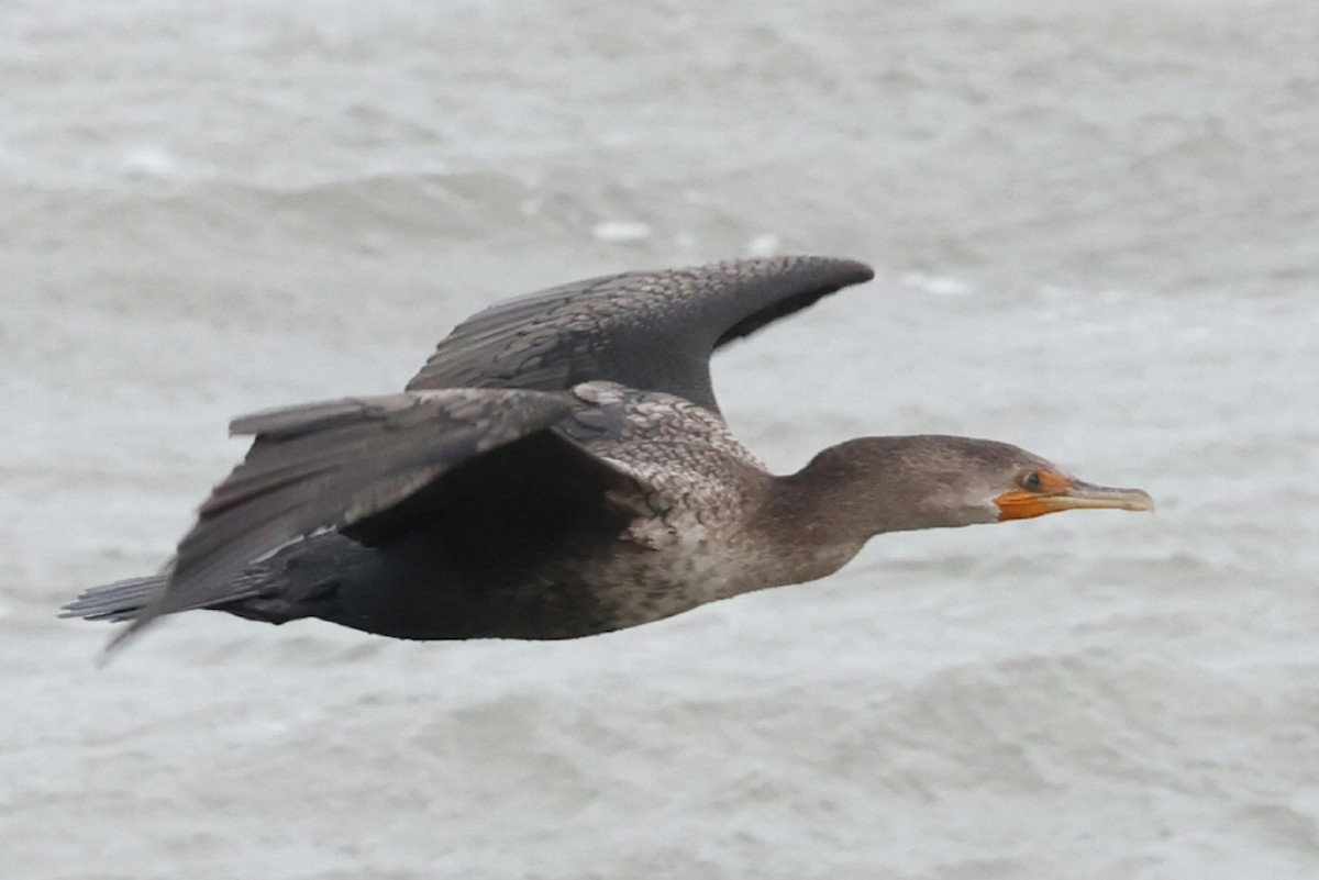 Double-crested Cormorant - ML644638495