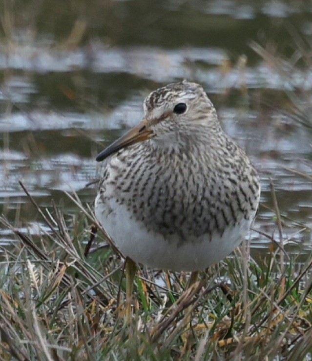 Pectoral Sandpiper - ML644638499