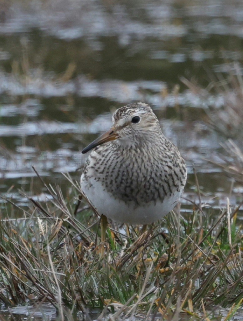 Pectoral Sandpiper - ML644638500