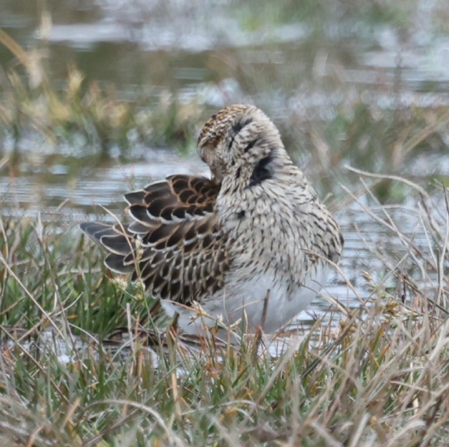 Pectoral Sandpiper - ML644638501