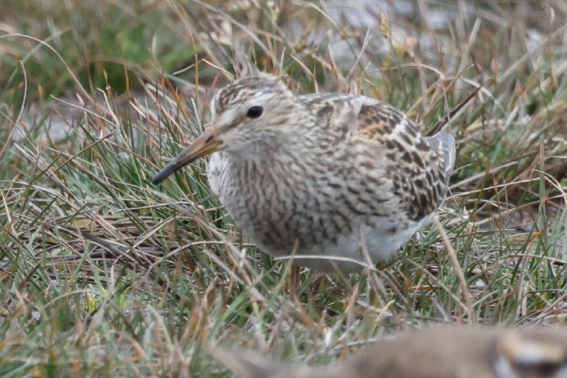 Pectoral Sandpiper - ML644638502