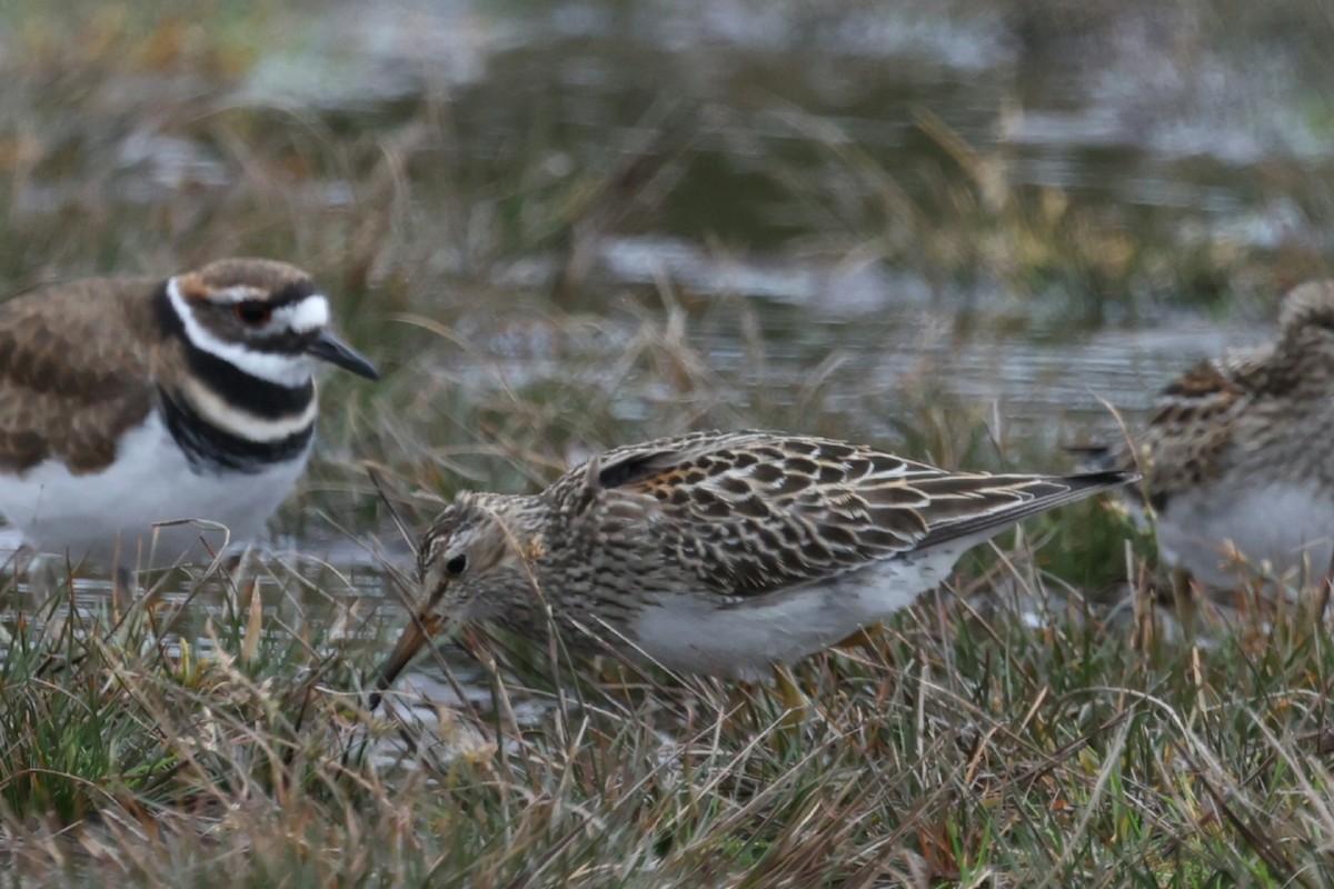 Pectoral Sandpiper - ML644638503