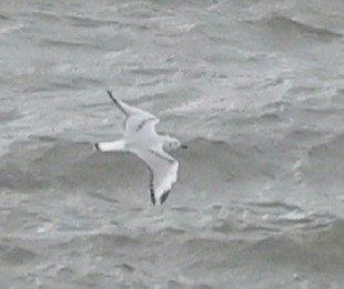Bonaparte's Gull - ML644638509