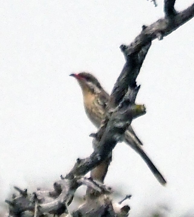 Diken Yanaklı Balkuşu - ML644638511