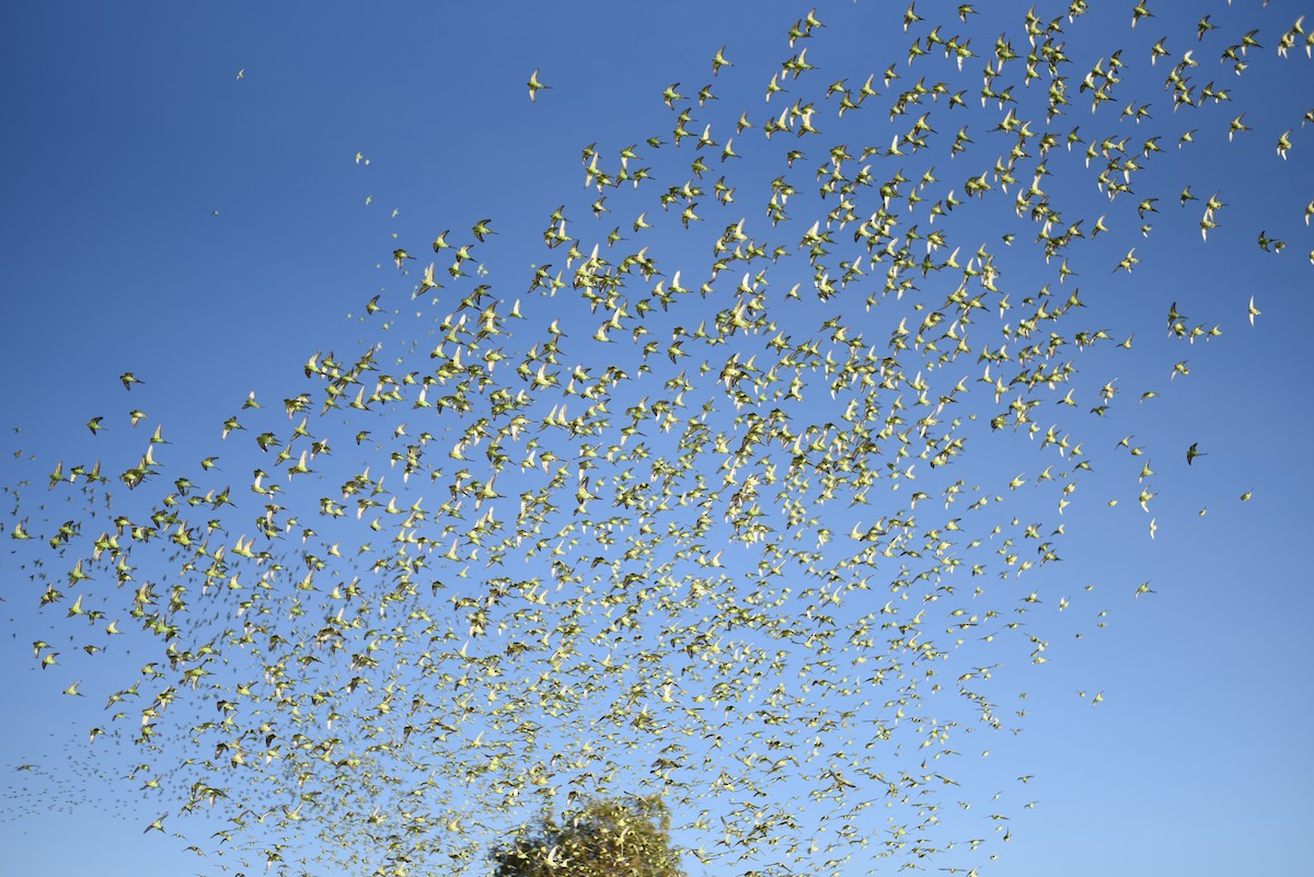 Budgerigar - ML644638512