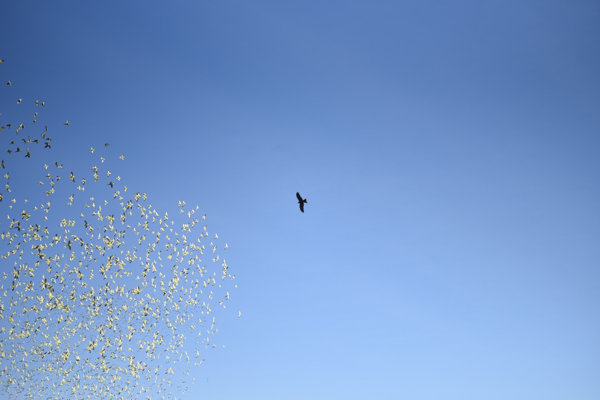 Budgerigar - ML644638515