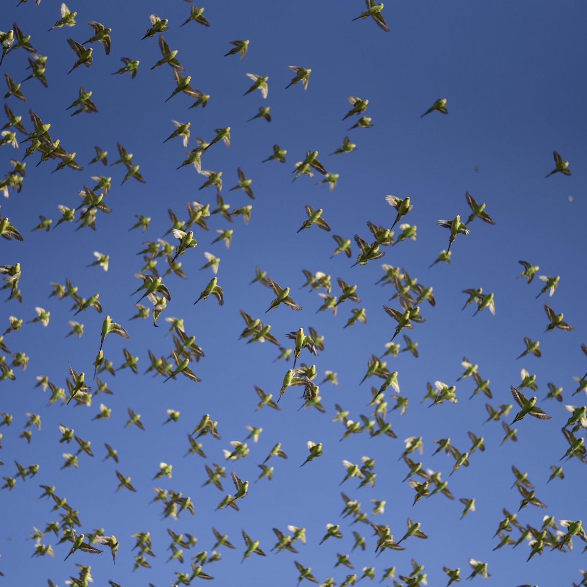 Budgerigar - ML644638516