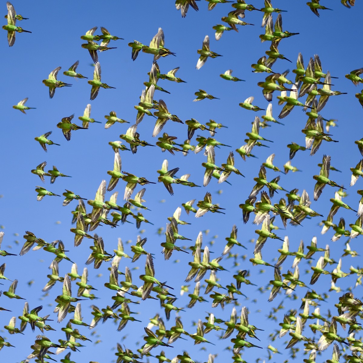 Budgerigar - ML644638517